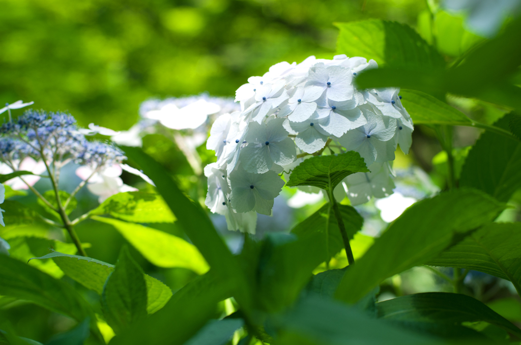 2013年6月9日_新宿御苑