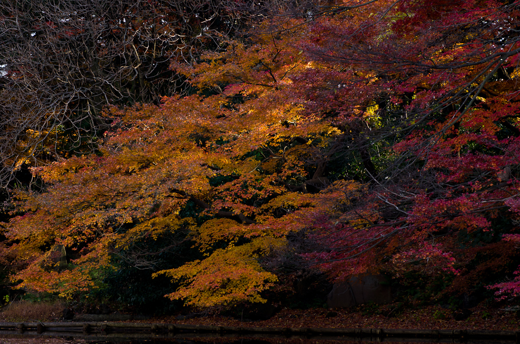 2012年12月09日_新宿御苑