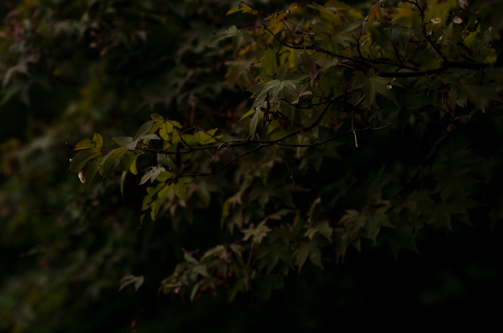 2013年9月8日_新宿御苑