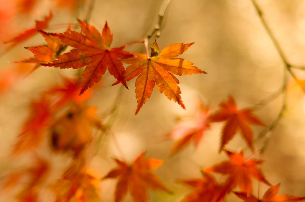 2014年12月14日_新宿御苑
