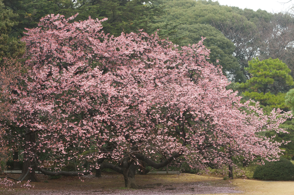 2014年3月2日_新宿御苑