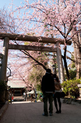 2011年　桜