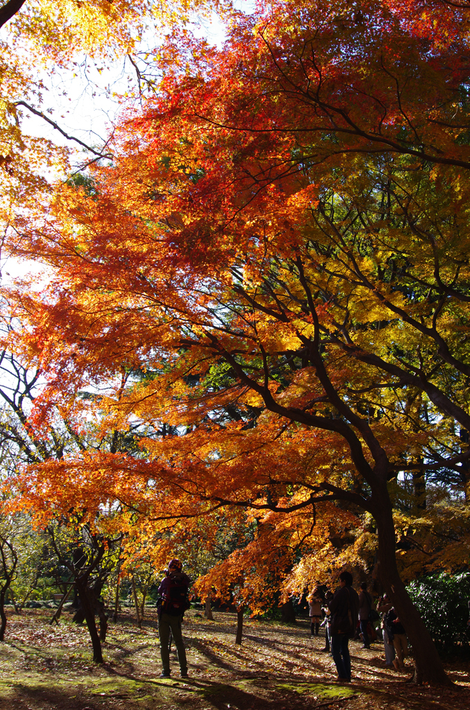 2012年12月09日_新宿御苑