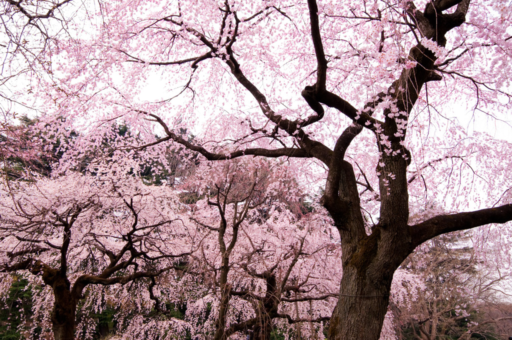 2011年4月2日　新宿御苑　咲く