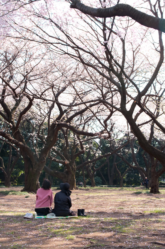 2011年4月6日_新宿御苑_03