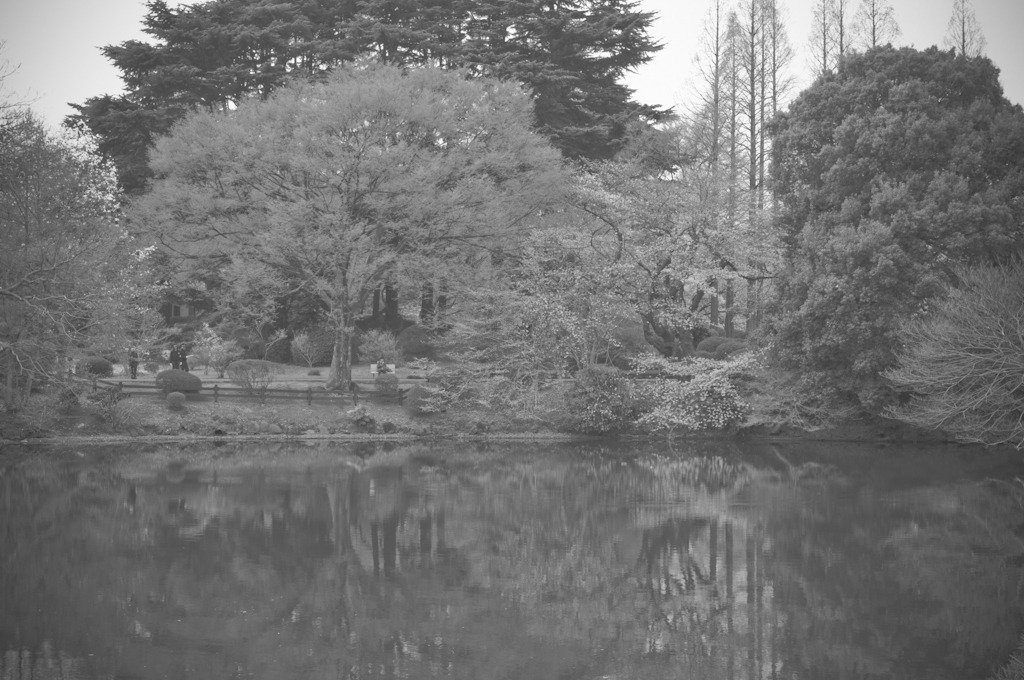 in Dream