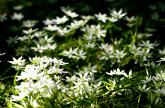 2013年4月28日_新宿御苑
