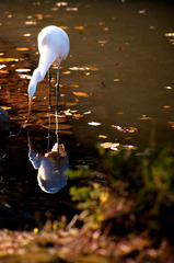 新宿御苑(2009/12/4)