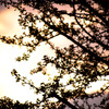 夕影