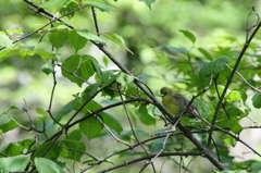 木陰のノジコ