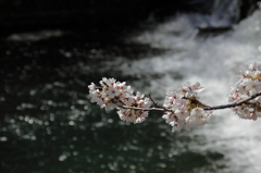 堰の桜