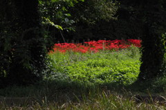 彼岸の花