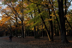 公園を歩く