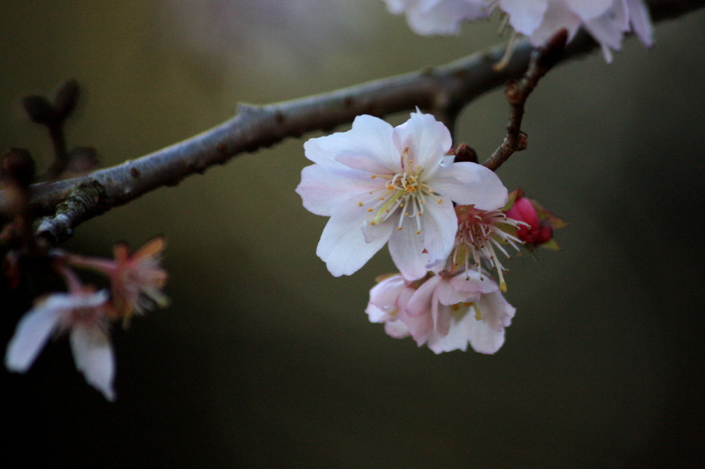 真冬の桜 ～ ジュウガツザクラ