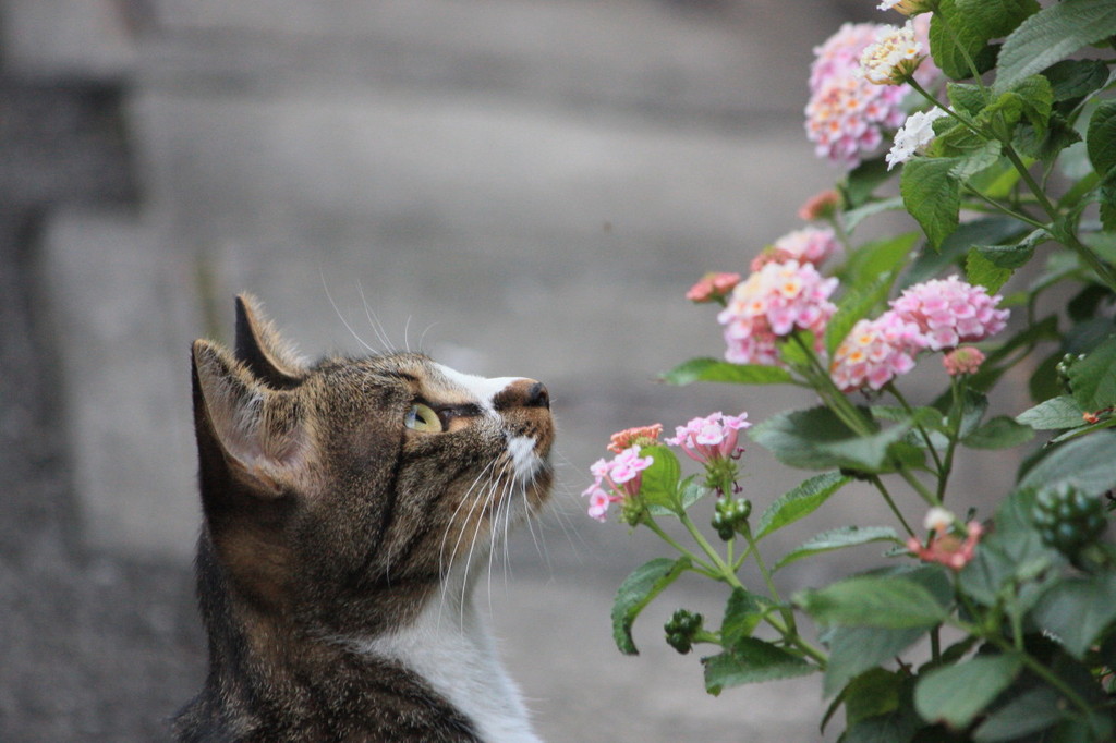 花愛でるネコ