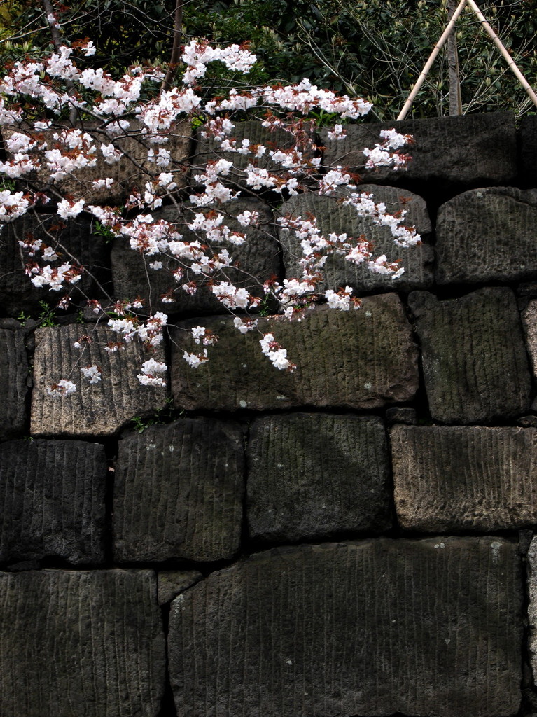 石垣桜