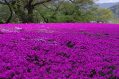 芝ザクラ