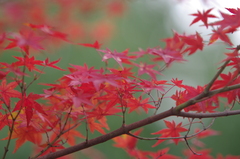  岡城阯の紅葉