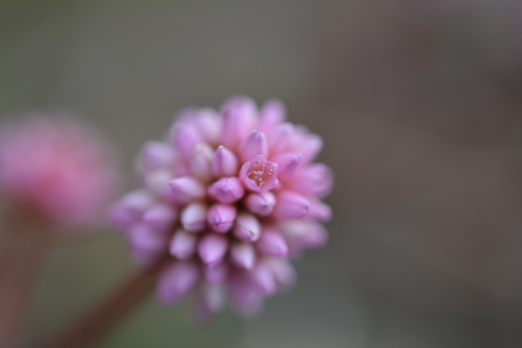DSC_1074_01