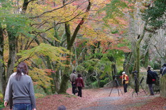 岡城阯の紅葉（大分県）