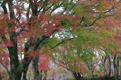 岡城阯の紅葉（大分県）