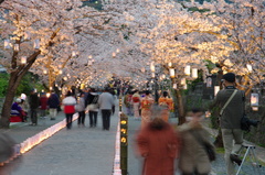 本妙寺 桜灯籠