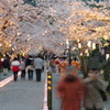 本妙寺 桜灯籠