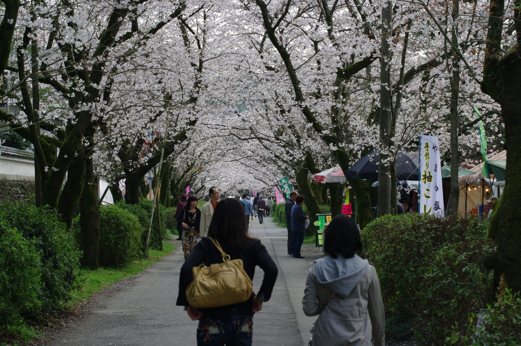 桜並木