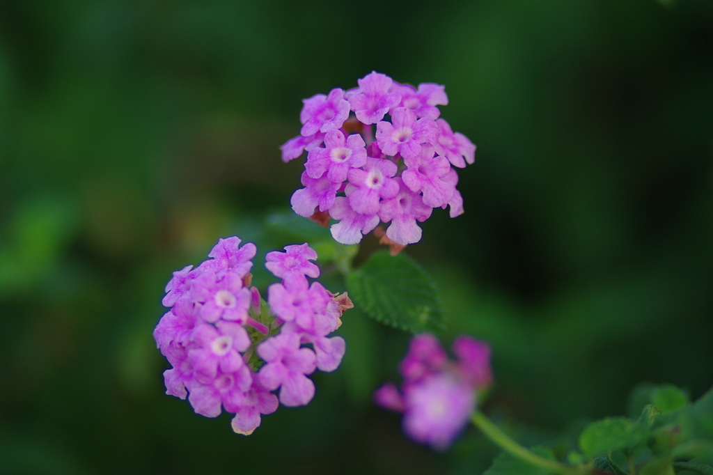 IMGP0712