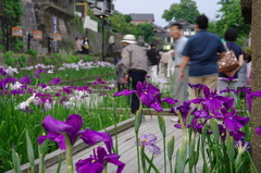 高瀬裏川 花菖蒲まつり