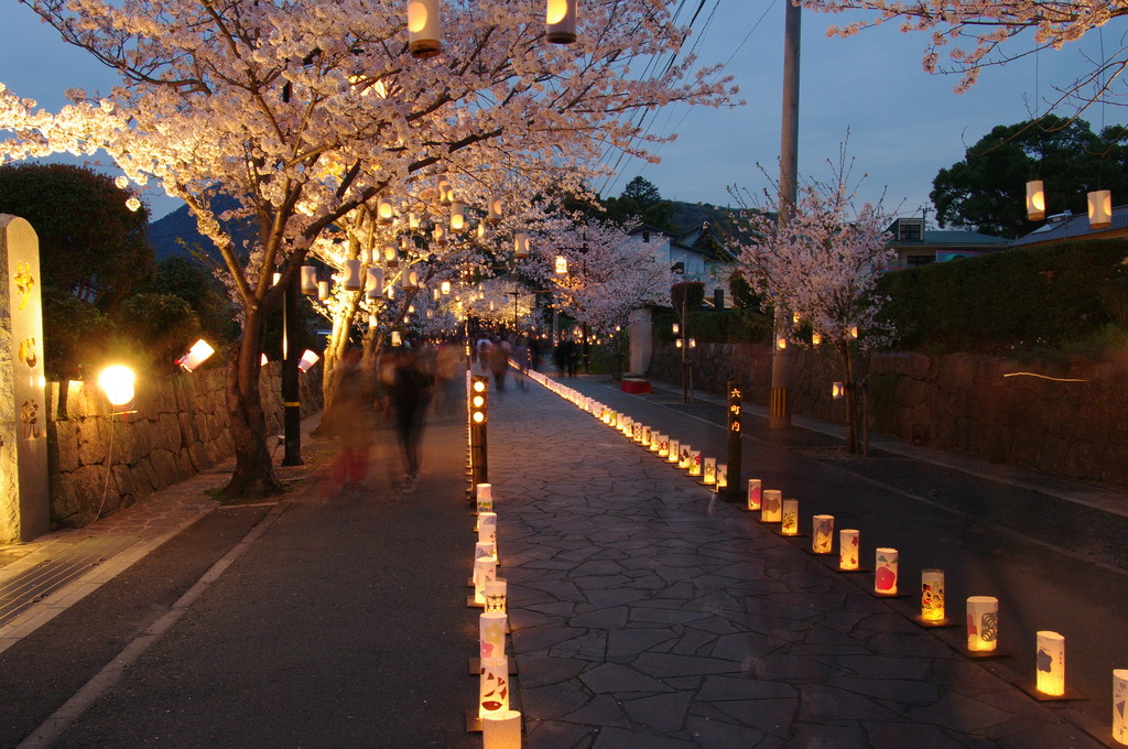 本妙寺 桜灯籠