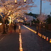 本妙寺 桜灯籠