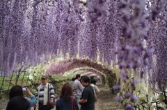 河内藤園