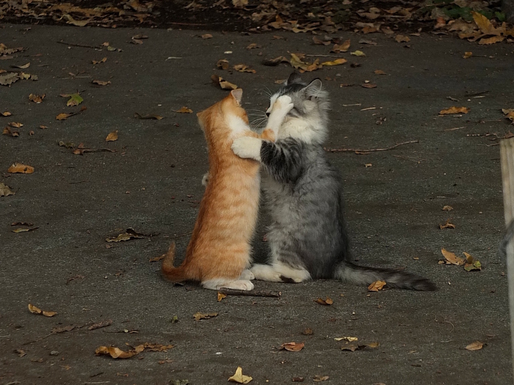 13-11-09    X-S1 127