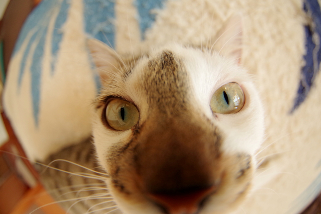 うちのむぎ