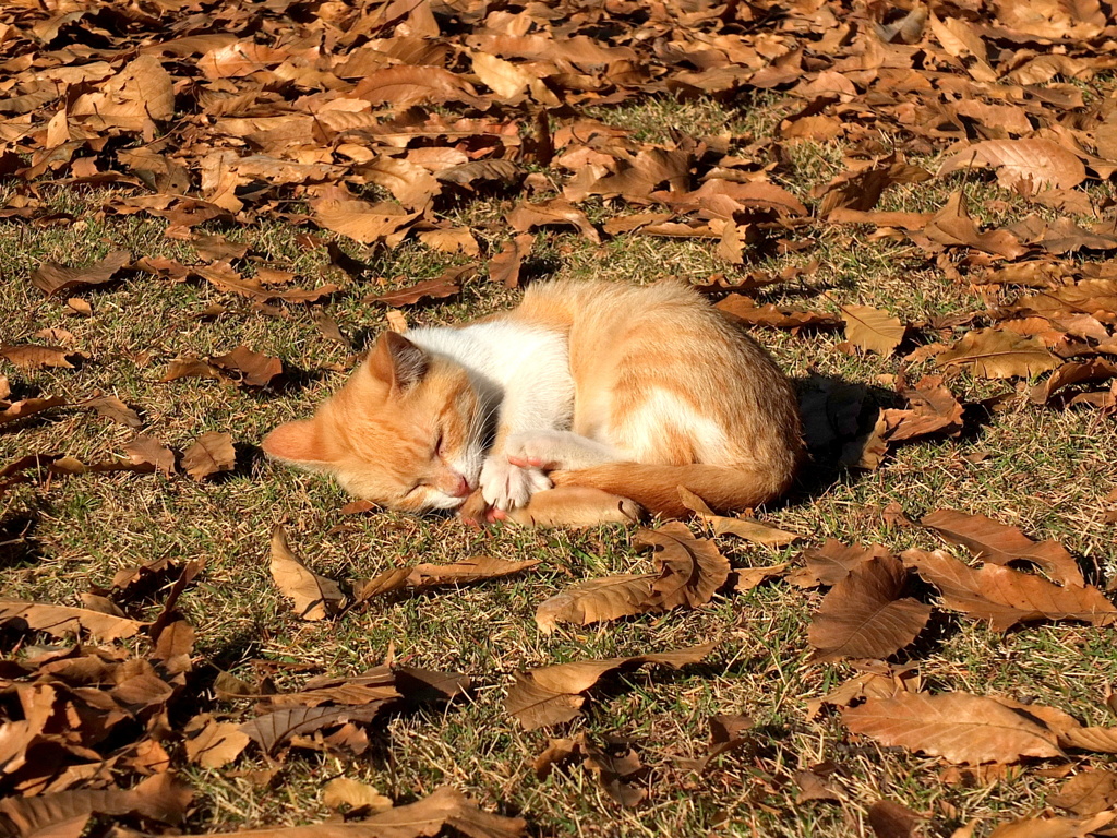 13-12-07    X-S1 106