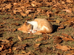 13-12-07    X-S1 106