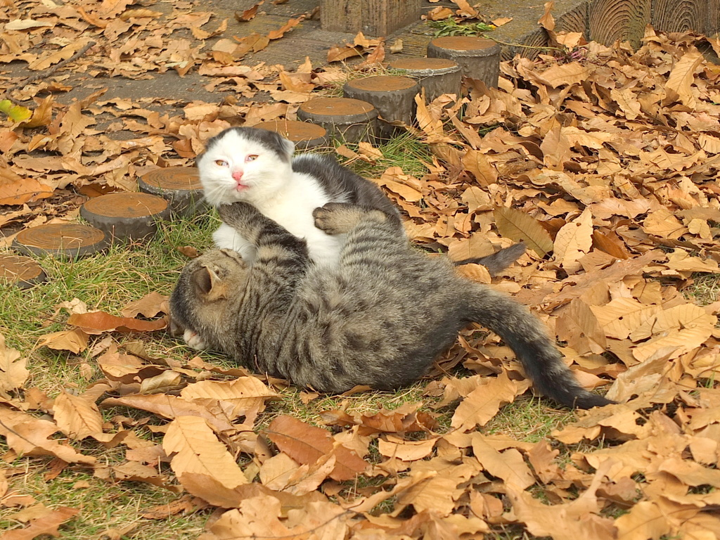 13-12-04    X-S1-2 053