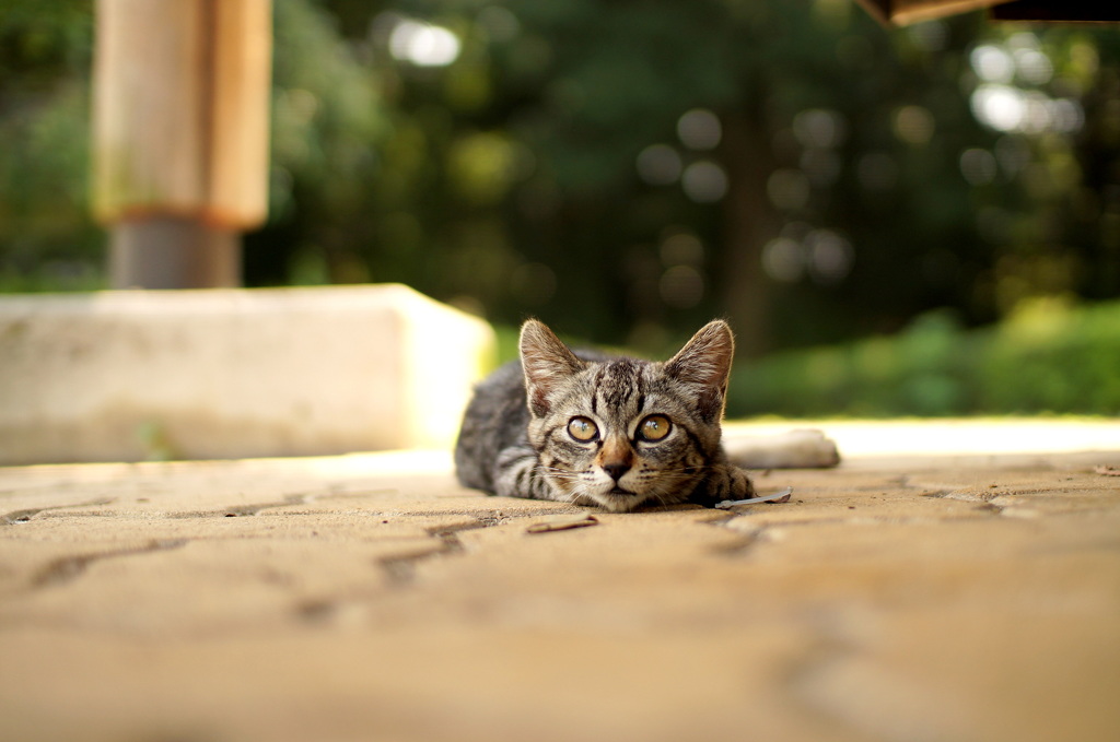 あれはにゃんだ？