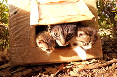 14-04-12    DSC-RX10 145