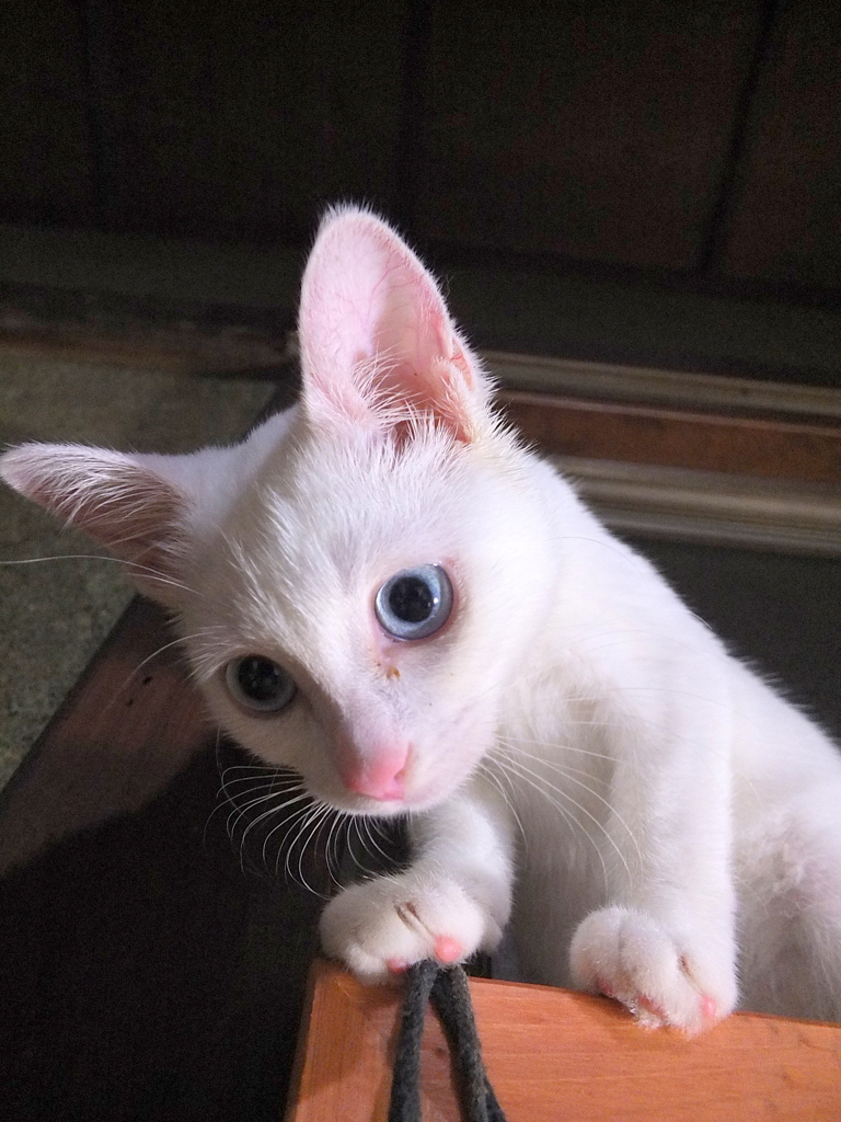 きょうのみゅー