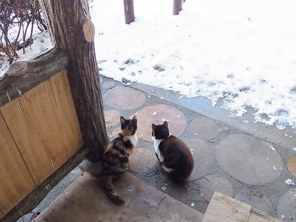 よく降ったねぇ。