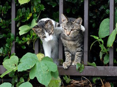 なぁ、きょうだい！