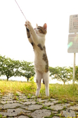 ナイスキャッチ！
