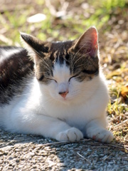 眠い