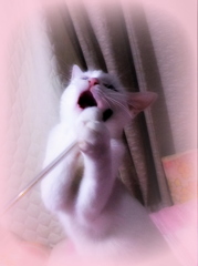 親バカです。
