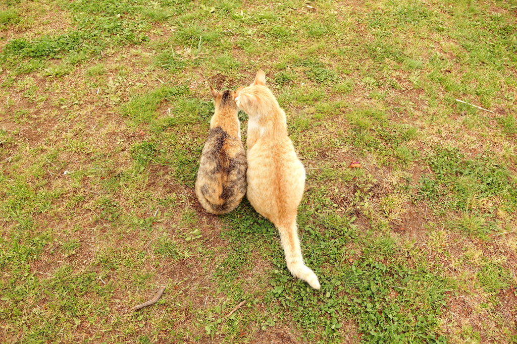 きょうだい