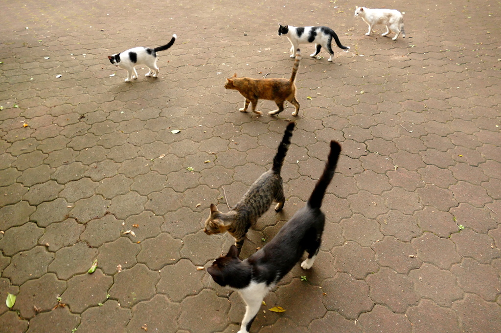 ごはんだよ～！