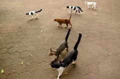 ごはんだよ～！