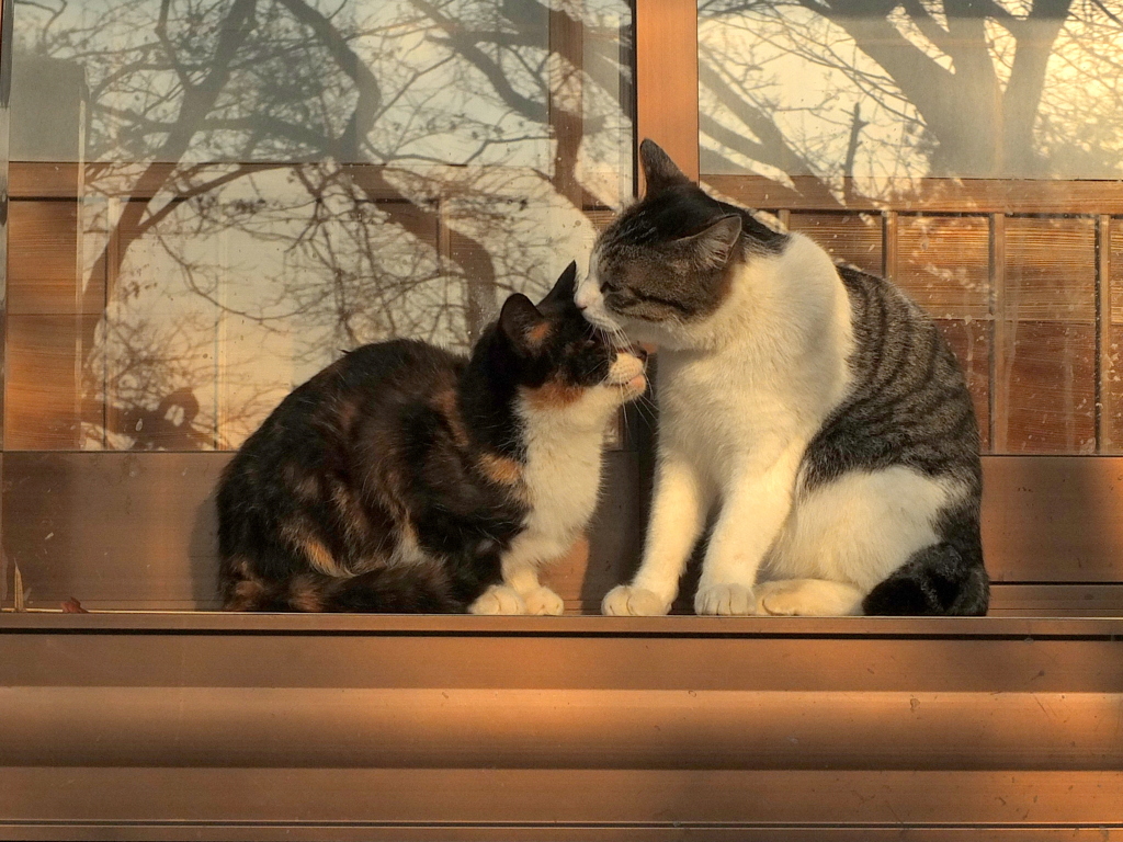 14-02-01    X-S1-2 108